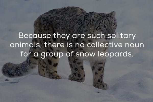 snow leopard - Because they are such solitary animals, there is no collective noun for a group of snow leopards.