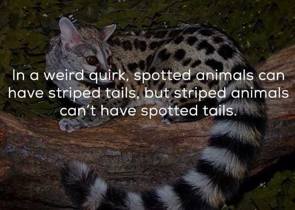 spotted genet - In a weird quirk, spotted animals can have striped tails, but striped animals can't have spotted tails.