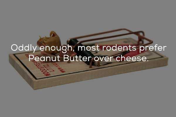 mouse trap peanut butter - Oddly enough, most rodents prefer Peanut Butter over cheese.