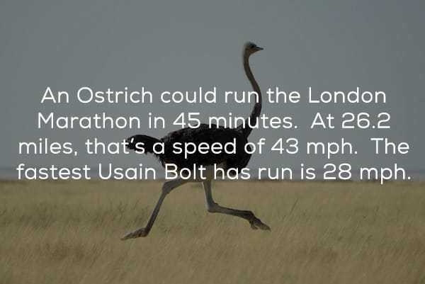 ostrich - An Ostrich could run the London Marathon in 45 minutes. At 26.2 miles, that's a speed of 43 mph. The fastest Usain Bolt has run is 28 mph.