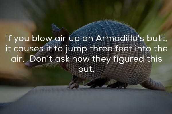 random facts - If you blow air up an Armadillo's butt, it causes it to jump three feet into the air. Don't ask how they figured this out.