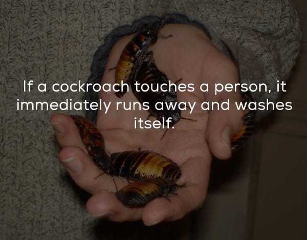 hissing cockroach pet - If a cockroach touches a person, it immediately runs away and washes itself.