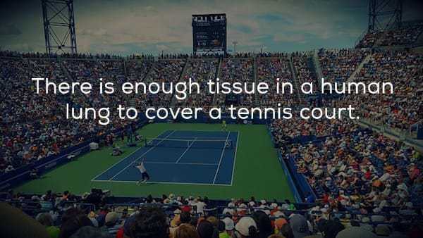 tennis audience - There is enough tissue in a human lung to cover a tennis court.