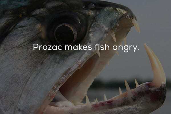piranha fish - Prozac makes fish angry.