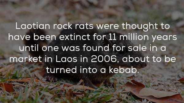 photo caption - Laotian rock rats were thought to have been extinct for 11 million years until one was found for sale in a market in Laos in 2006, about to be turned into a kebab.