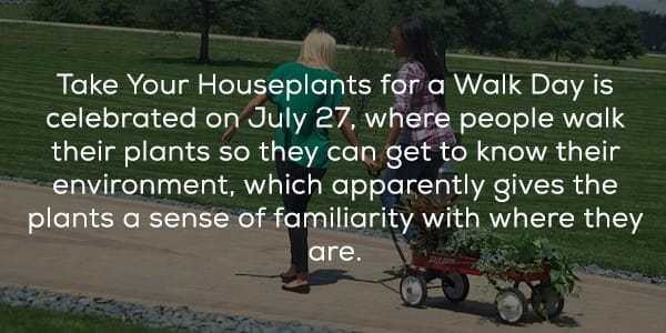 lawn - Take Your Houseplants for a Walk Day is celebrated on July 27, where people walk their plants so they can get to know their environment, which apparently gives the plants a sense of familiarity with where they are.