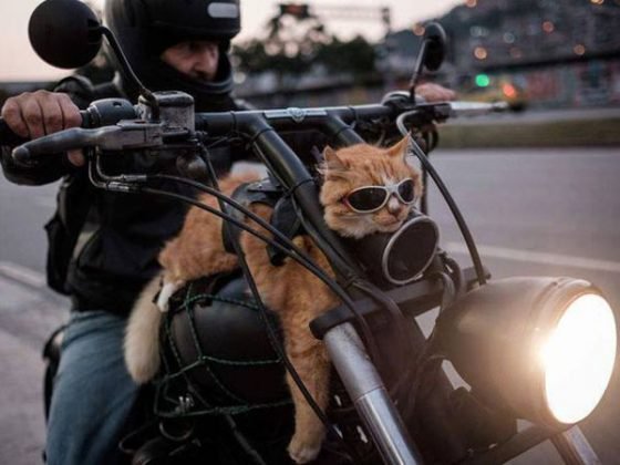 Bad ass cat on a motorcycle with a person.