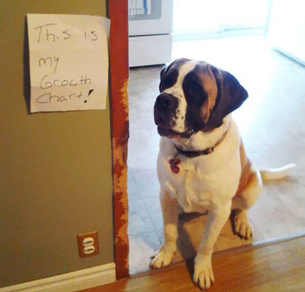 dogs being shamed - This is my Growth Chart!