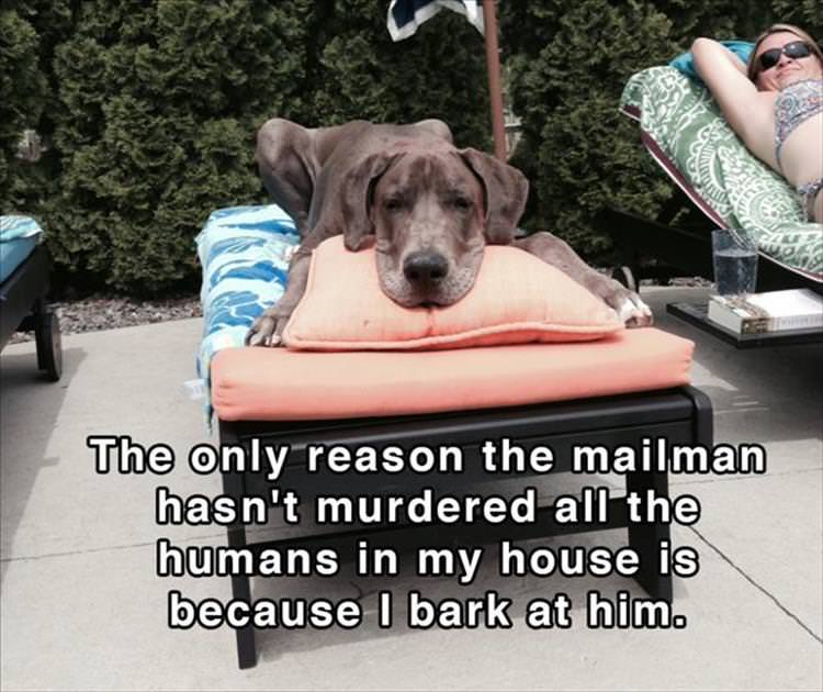 Funny Canine Shower Thoughts