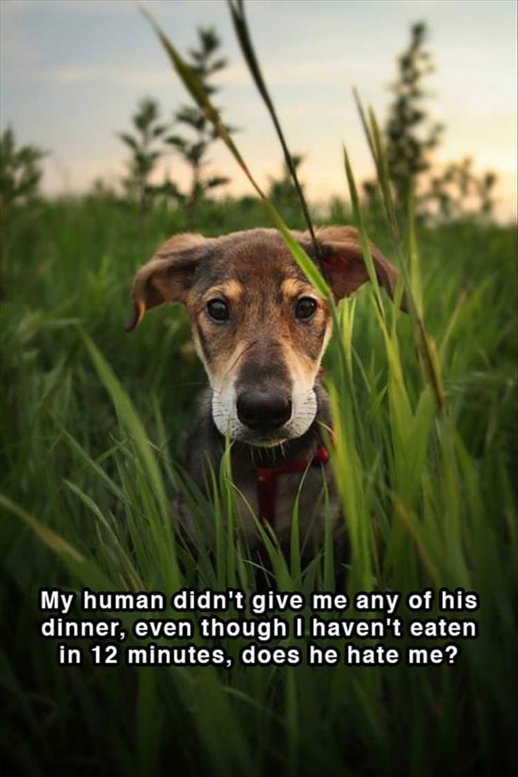 Funny Canine Shower Thoughts