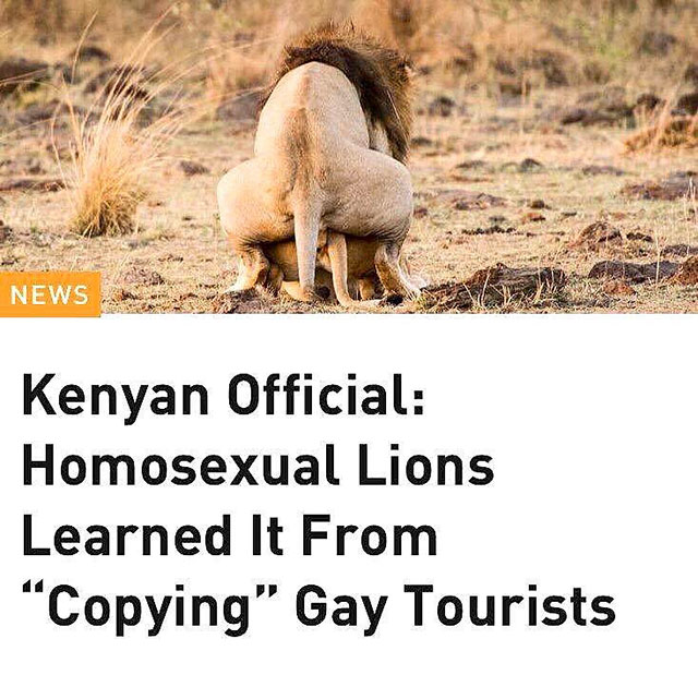 gay lions learned it from tourists - News Kenyan Official Homosexual Lions Learned It From "Copying" Gay Tourists