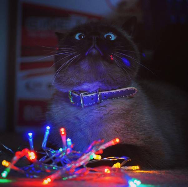 cat fairy lights