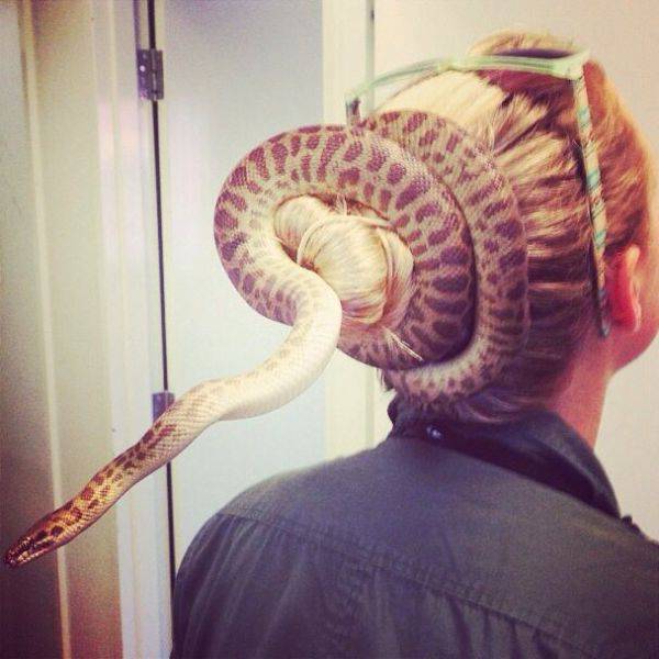 snake with a bun