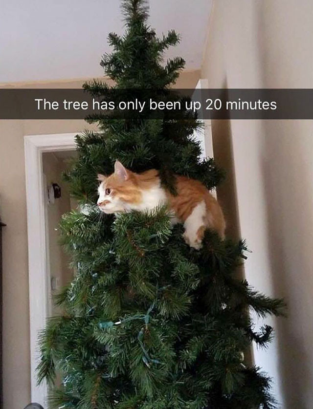 tree has been up for 20 minutes - The tree has only been up 20 minutes