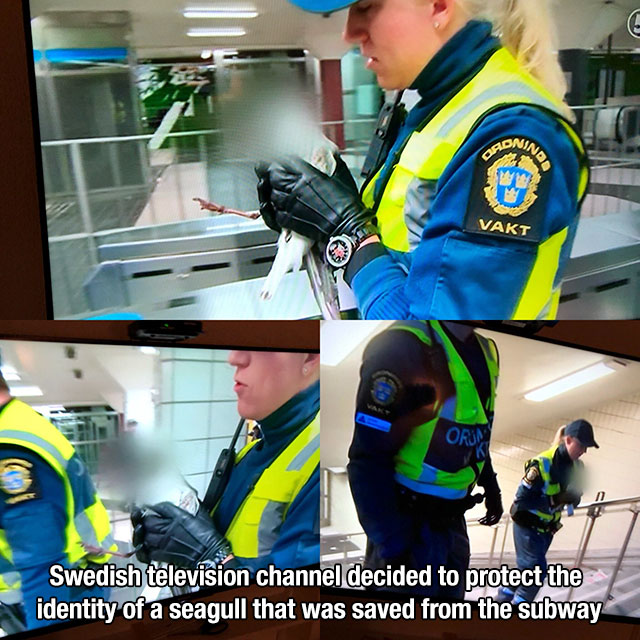 random pic swedish tv blurs seagull - Gonia Vakt Swedish television channel decided to protect the identity of a seagull that was saved from the subway