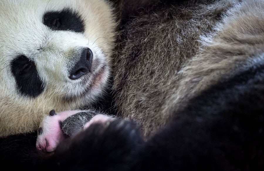 Mother panda Huan Huan holds her cub at the Beauval Zoo in Saint-Aignan-sur-Cher, central France, on August 28, 2017.