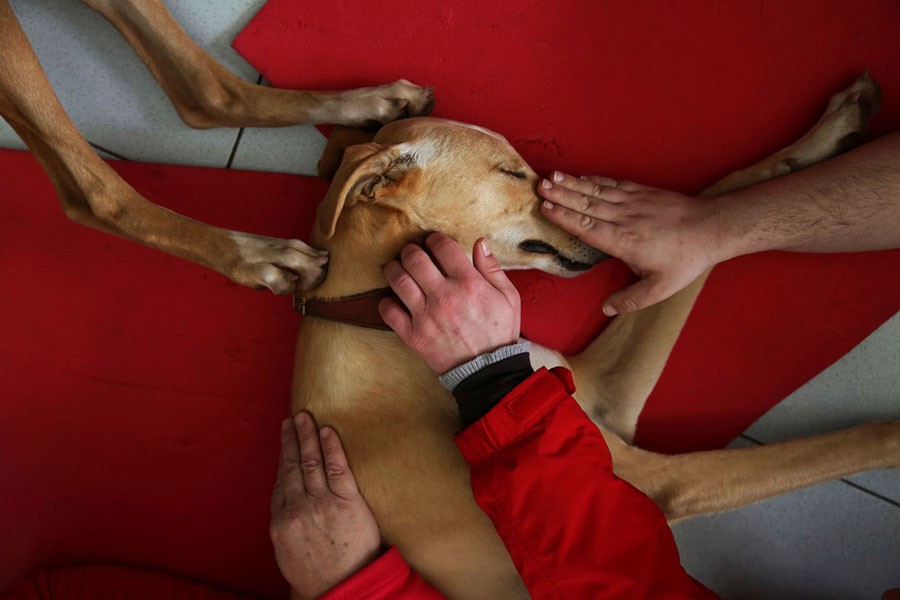 Atila, a trained therapeutic greyhound used to treat patients with mental-health issues and learning difficulties, falls asleep as it is caressed by three patients at Benito Menni health facility in Elizondo, Spain, on February 13, 2017.