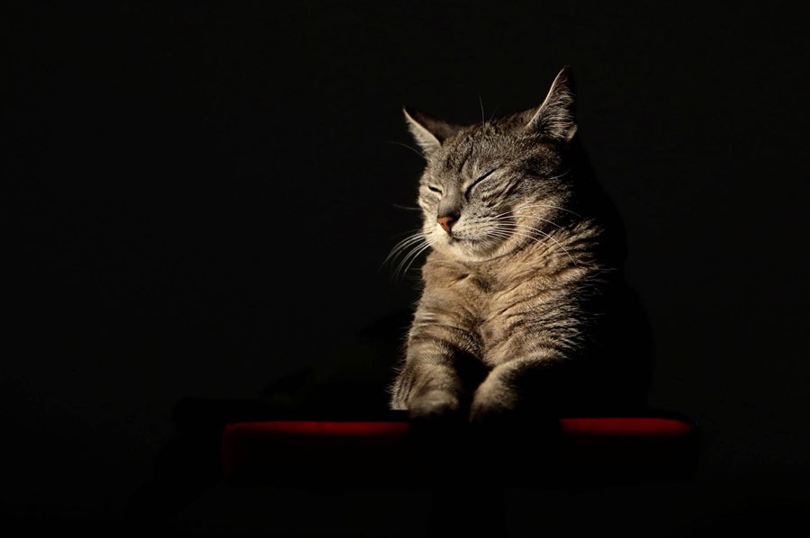 A European shorthair cat named Lili sleeps in sunlight in Prague, Czech Republic, on December 7, 2017.