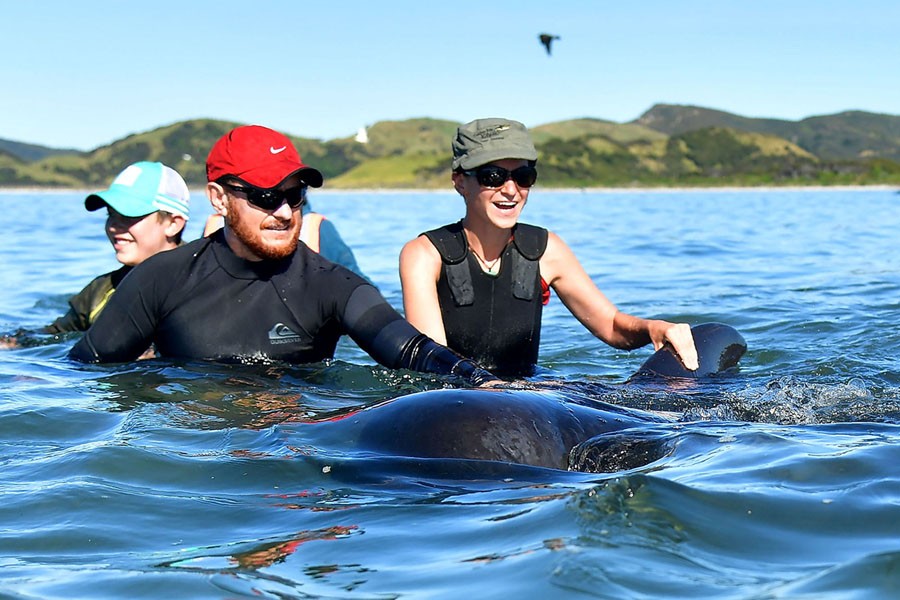 This picture taken on February 11, 2017, shows pilot whales being guided out to deeper water after a mass stranding at Farewell Spit. Most of the more than 200 whales who became stranded on New Zealand's notorious Farewell Spit on the weekend were able to refloat themselves, conservation officials said on February 12.