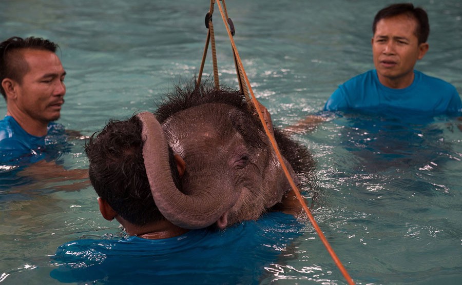 Six month-old baby elephant "Clear Sky" rests her head on the shoulder of one of her guardians during a short break in a hydrotherapy session at a local clinic in Chonburi province on January 5, 2017. After losing part of her left foot in a snare in Thailand, Clear Sky is now learning to walk again—in water. The six-month-old is the first elephant to receive hydrotherapy at an animal hospital in Chonburi province, a few hours from Bangkok. The goal is to strengthen the withered muscles in her front leg, which was wounded three months ago in an animal trap laid by villagers to protect their crops.