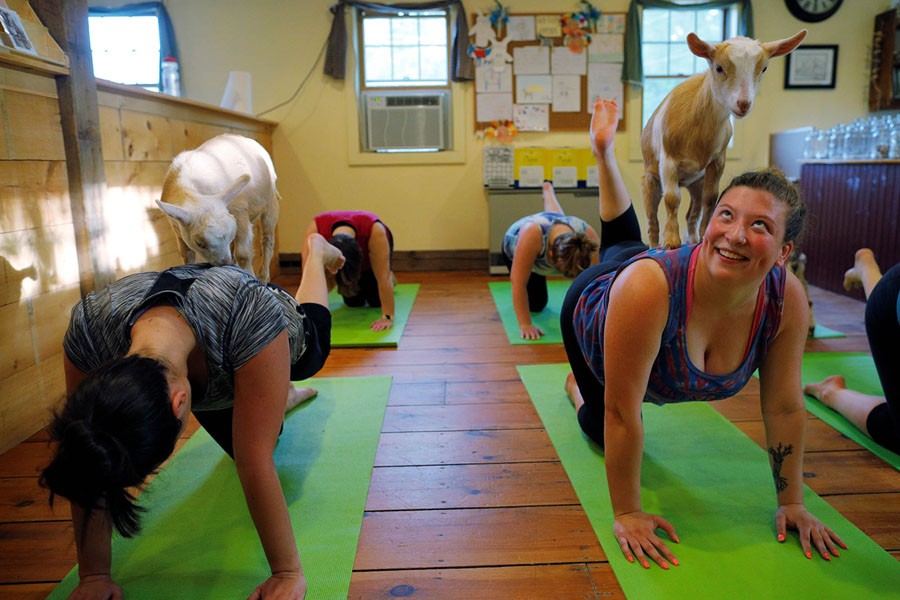 Goats climb on students during a yoga class with eight students and five goats at Jenness Farm in Nottingham, New Hampshire, on May 18, 2017.