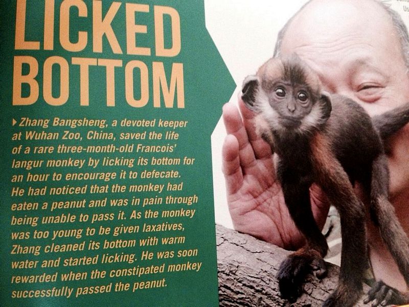 remarkable image of photo caption - Licked Bottom Zhang Bangsheng, a devoted keeper at Wuhan Zoo, China, saved the life of a rare threemonthold Francois' langur monkey by licking its bottom for an hour to encourage it to defecate, He had noticed that the 