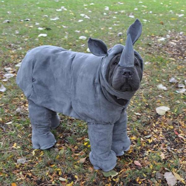 remarkable image of rhino dog