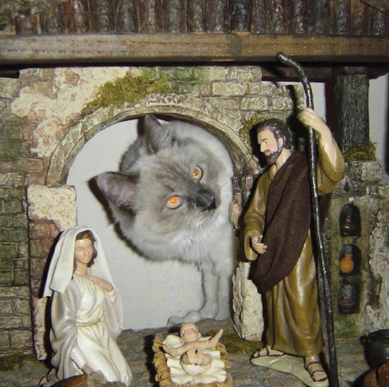 cats in nativity scenes