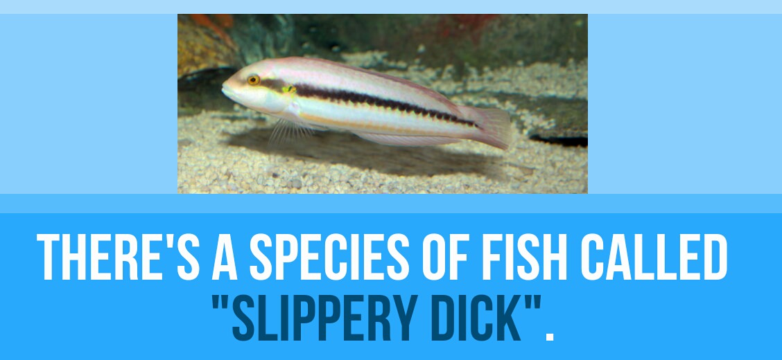 fish - There'S A Species Of Fish Called "Slippery Dick".
