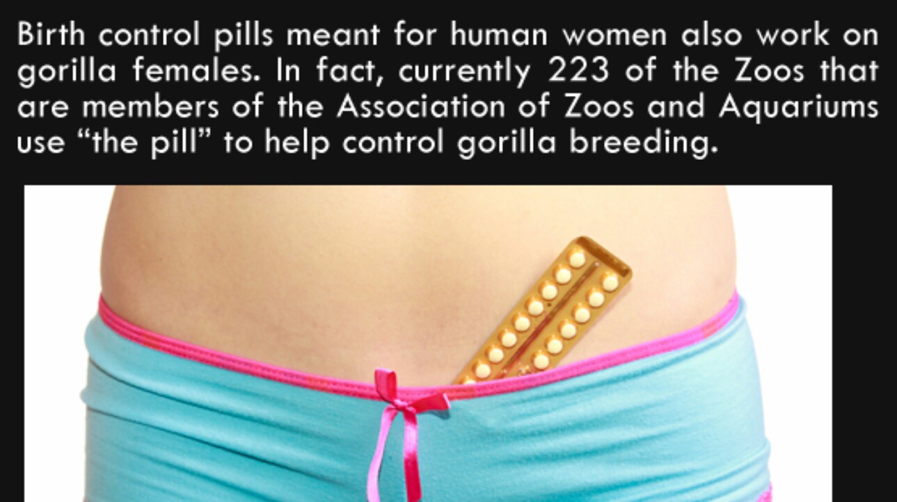 interesting facts - Birth control pills meant for human women also work on gorilla females. In fact, currently 223 of the Zoos that are members of the Association of Zoos and Aquariums use "the pill to help control gorilla breeding.