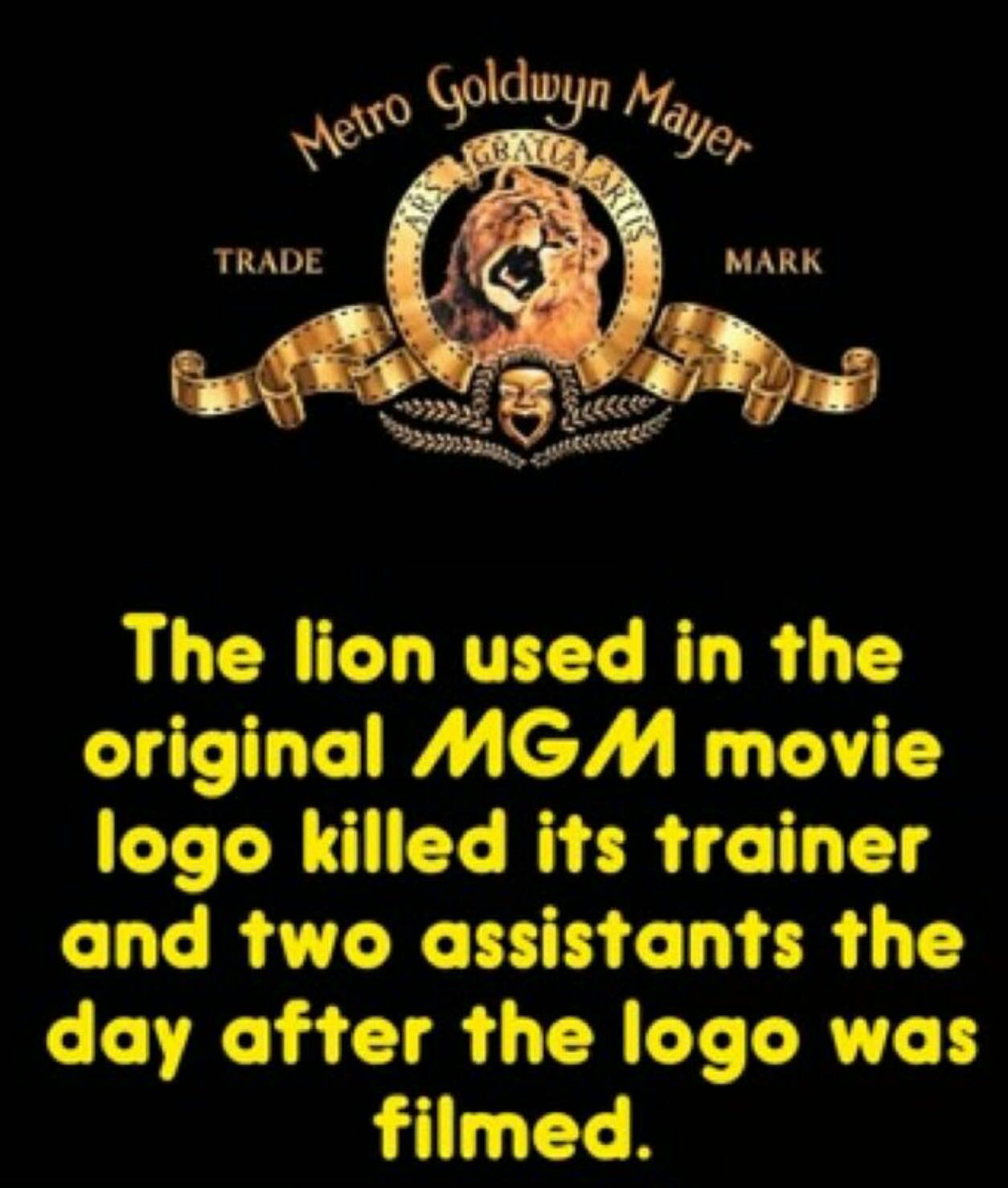 metro goldwyn mayer movies - Goldwyn Mayer Metro Gold Gbac, Rtis Trade Mark The lion used in the original Mgm movie logo killed its trainer and two assistants the day after the logo was filmed.