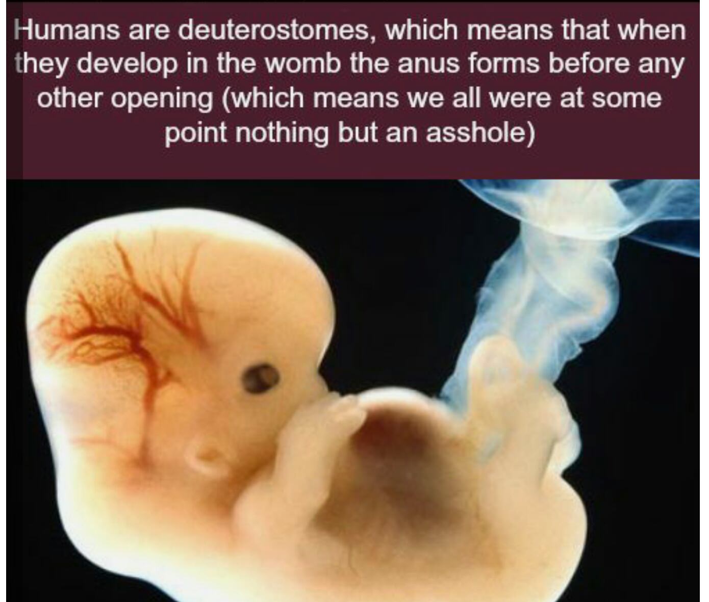 interesting facts interesting - Humans are deuterostomes, which means that when they develop in the womb the anus forms before any other opening which means we all were at some point nothing but an asshole