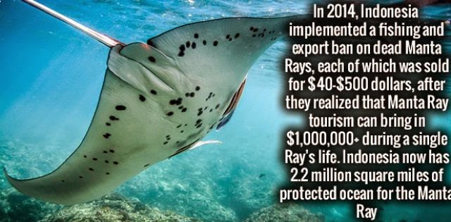 marine biology - In 2014, Indonesia implemented a fishing and export ban on dead Manta Rays, each of which was sold for $40$500 dollars, after they realized that Manta Ray tourism can bring in $1,000,000 during a single Ray's life. Indonesia now has 2.2 m