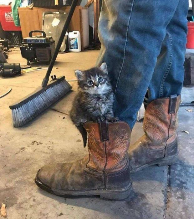 kitten on boot