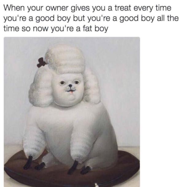 good boy fat boy meme - When your owner gives you a treat every time you're a good boy but you're a good boy all the time so now you're a fat boy