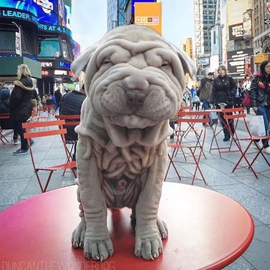 baby shar pei wrinkly - Leaders Hts At 4,50