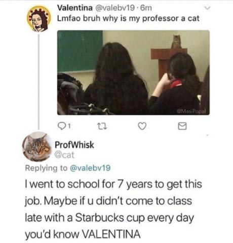 lmfao bruh why is my professor a cat - Valentina .6m Lmfao bruh why is my professor a cat MasiPopul ProfWhisk 19 I went to school for 7 years to get this job. Maybe if u didn't come to class late with a Starbucks cup every day you'd know Valentina