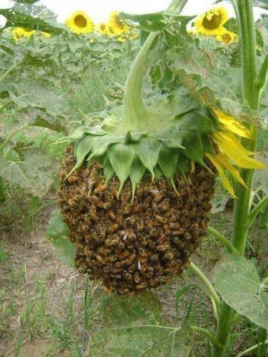 bee swarm on sunflower