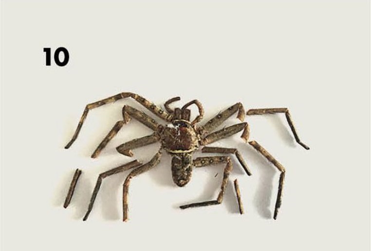 Graphic Designer Finds Spider Inside His Ikea Kit