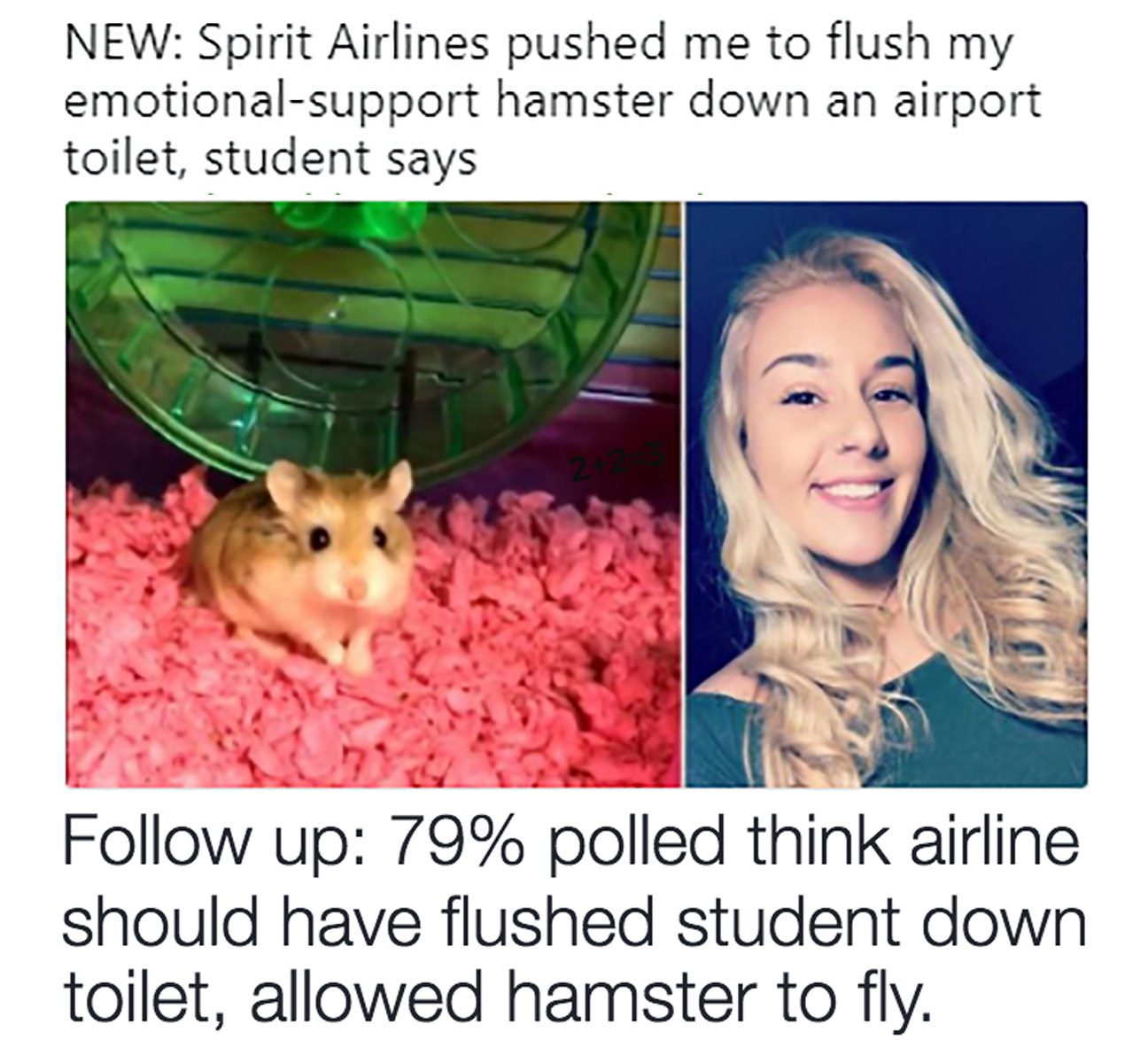 pebbles the hamster meme - New Spirit Airlines pushed me to flush my emotionalsupport hamster down an airport toilet, student says 2 up 79% polled think airline should have flushed student down toilet, allowed hamster to fly.