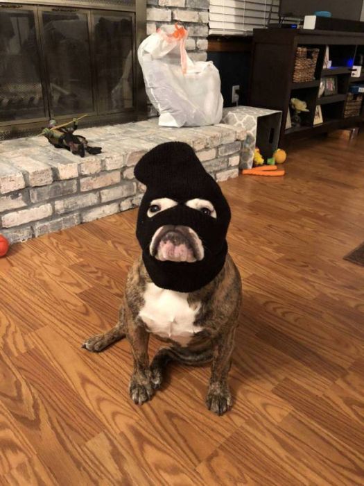 funny picture of a dog wearing a ski mask
