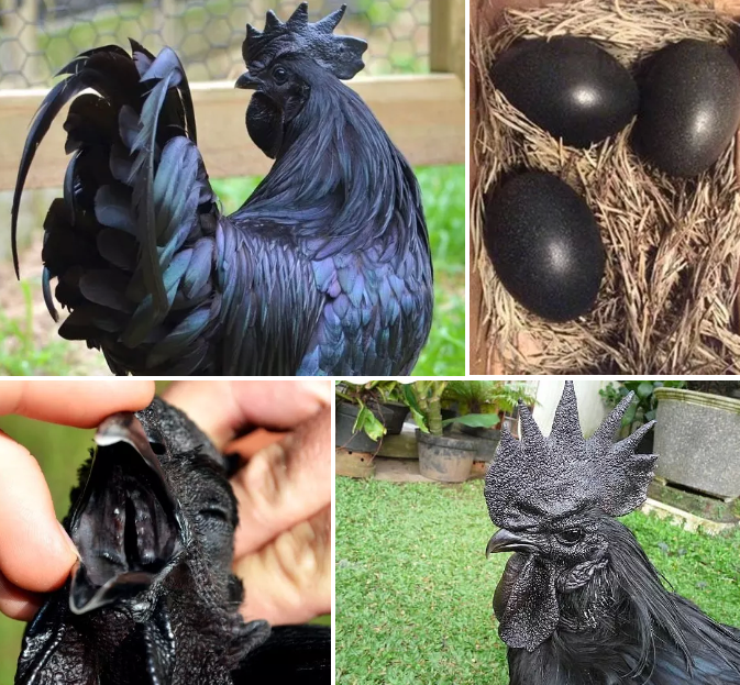 expensive black chicken