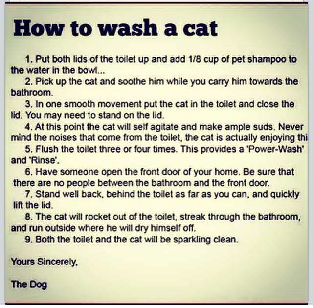 wash a cat by the dog - How to wash a cat 1. Put both lids of the toilet up and add 18 cup of pet shampoo to the water in the bowi... 2. Pick up the cat and soothe him while you carry him towards the bathroom. 3. In one smooth movement put the cat in the 
