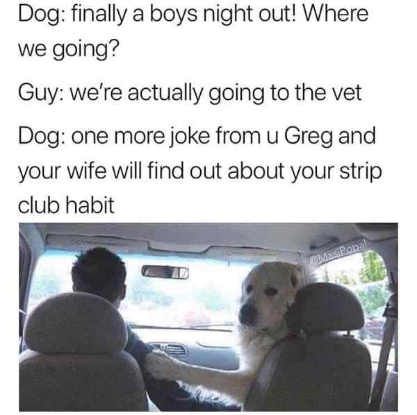 am no longer family pet meme - Dog finally a boys night out! Where we going? Guy we're actually going to the vet Dog one more joke from u Greg and your wife will find out about your strip club habit Masipopal