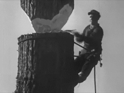 amazing picture of his face when the tree falls gif