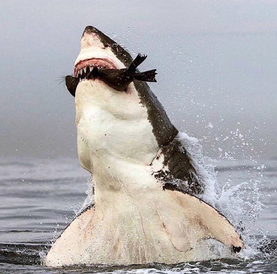 great white shark seal