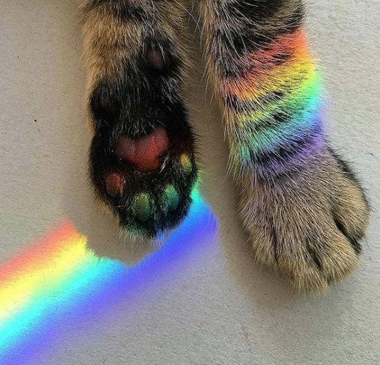 rainbow paws