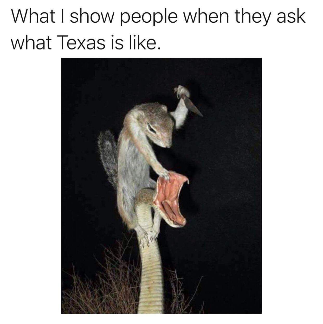 yeee hawww - What I show people when they ask what Texas is .