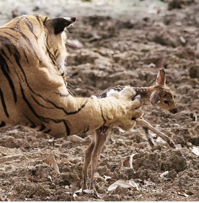 Tiger cub releases newborn impala back into the wild.