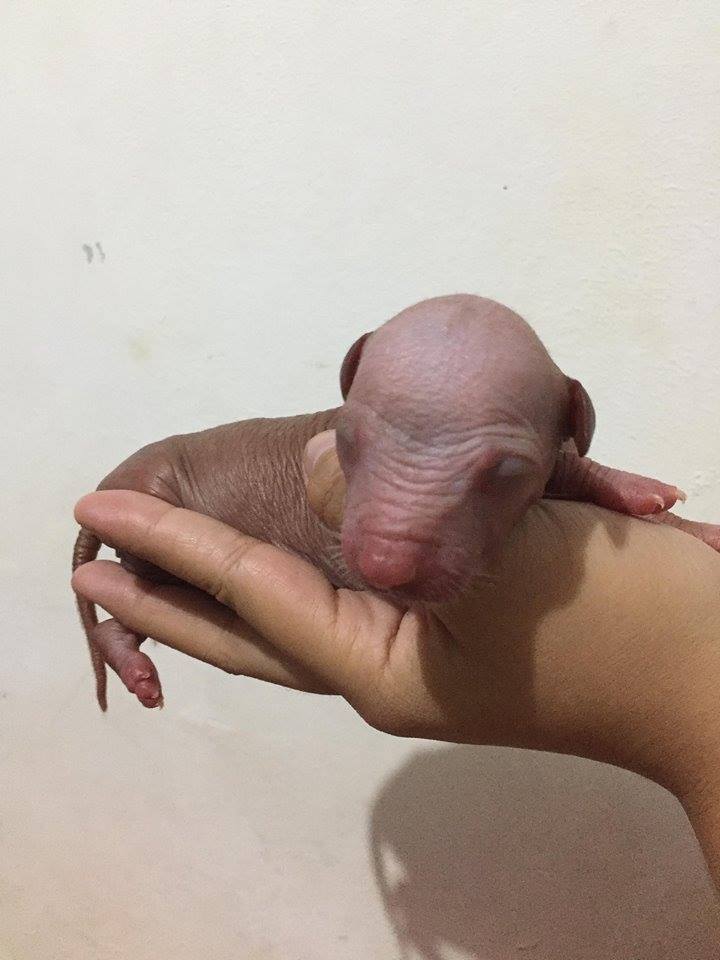 Awww, it just a baby Mexican hairless chihuahua.
